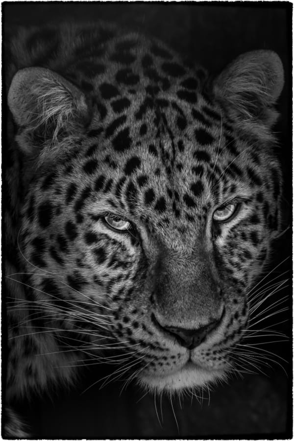 © Yasunori Matsui “Eyes, Amur leopard”