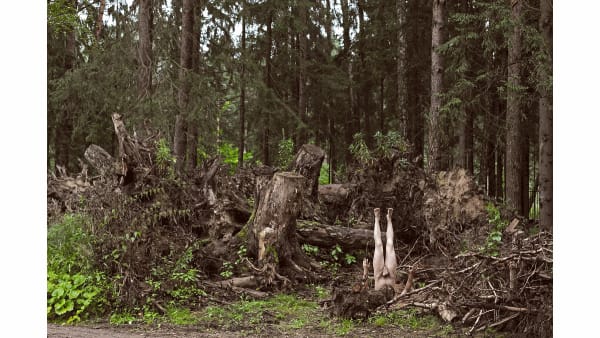 Объекты не столь удаленные: Анна Толстова о «Выставке в лесах» и уроках самоизоляции