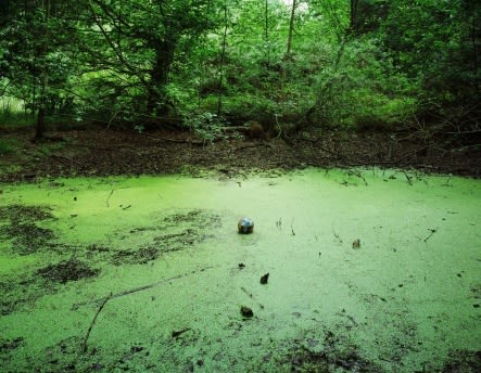 PARK HYUNGGEUN, TENSELESS-5, SWAMP, 2004
