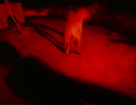 KONG SUNGHUN, DOG, 1998