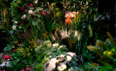 ZIN KIJONG, ASIAN TIGER, 2008