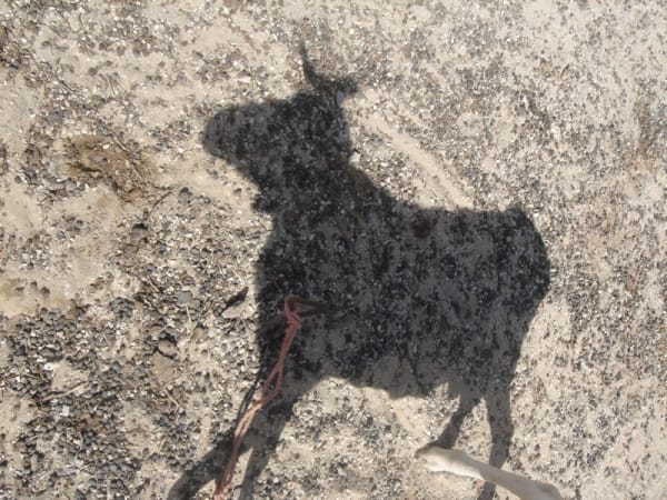 Saïdou Dicko, TABASKI AVANT, 2007