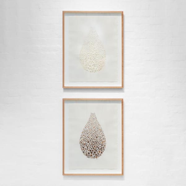 Shona Wilson, Receding / Seedling, seedpods and seeds on paper, 86 x 66 cm (framed)