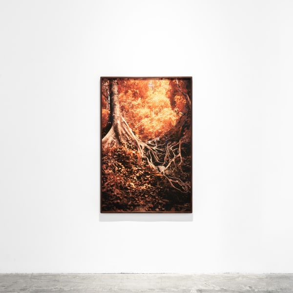 Kate Ballis, Ficus Albipila (ed.of 8), archival inkjet print on cotton rag paper, 153 x 103 cm (framed)