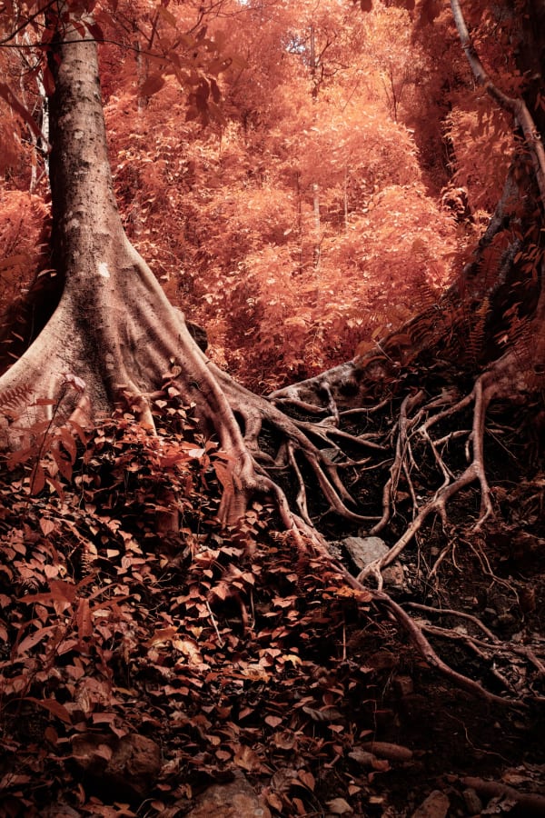 Kate Ballis 'Ficus Albipila', archival inkjet print on cotton rag paper, 153 x 103 cm (framed)