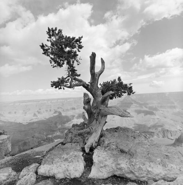 Lee Friedlander