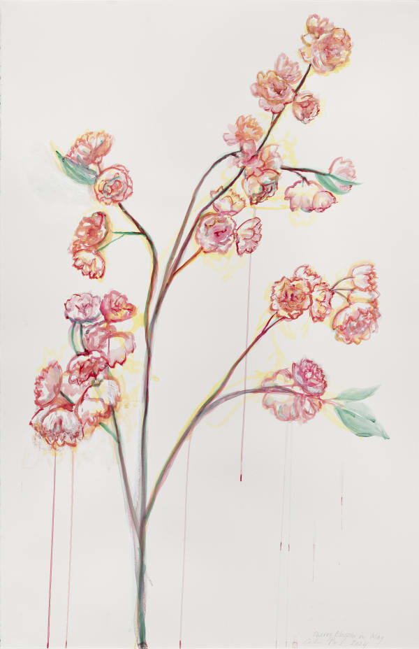 Cp522 Cherry Blossom In May 2024 Edge