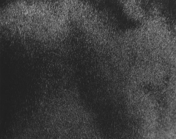 Charles Lee Bristled Gelatin silver print 24 x 36 inches (60.96 x 91.44 cm) mounted