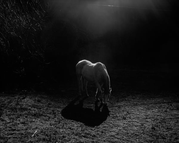 Nelson Chan Untitled Ma, 2020 Inkjet print 15 x 20 inches (38.1 x 50.8 cm) framed Edition 1 of 1