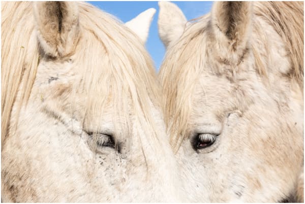 Lizzy Myers Work Horse, 2022 Inkjet print 24 x 36 inches (60.96 x 91.44 cm) mounted Edition 1 of 8