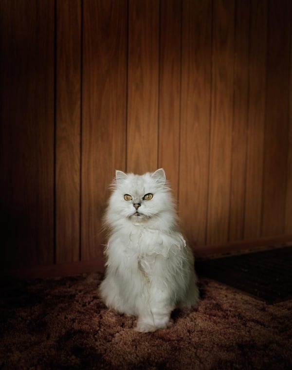 Todd Hido Untitled #1843, 1996 Archival pigment print 11 x 14 inches Edition of 10