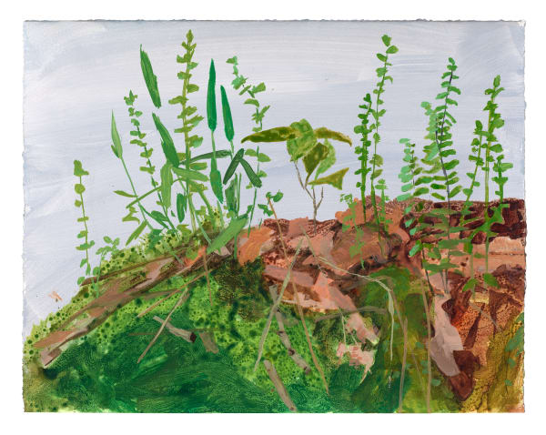 Kristin Musgnug, Study for Venus' Looking Glass, Briar, and Ebony Spleenwort, 2022