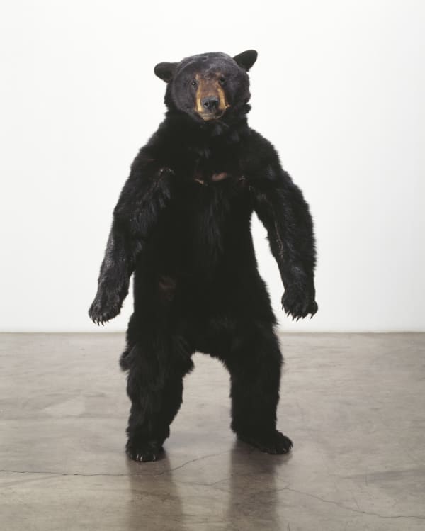 Carlee Fernandez, Bear Study, 2004