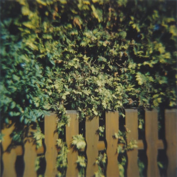 Amy Blakemore, Bushes and Fence, 2018