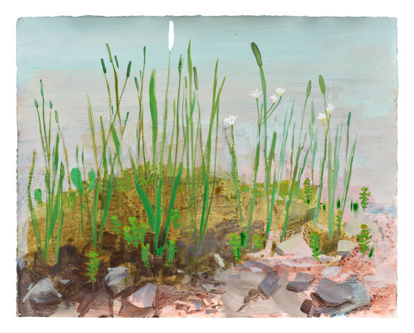 Kristin Musgnug, Study for Sedum, Grasses, and False Garlic, 2022