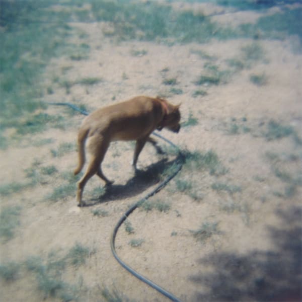 Amy Blakemore, Dog, 2018