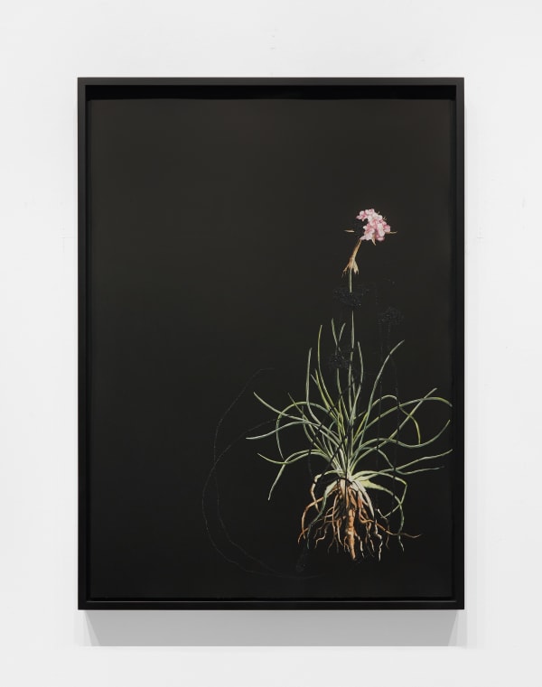 Katrina Moorhead - Dark Botanical, 2019