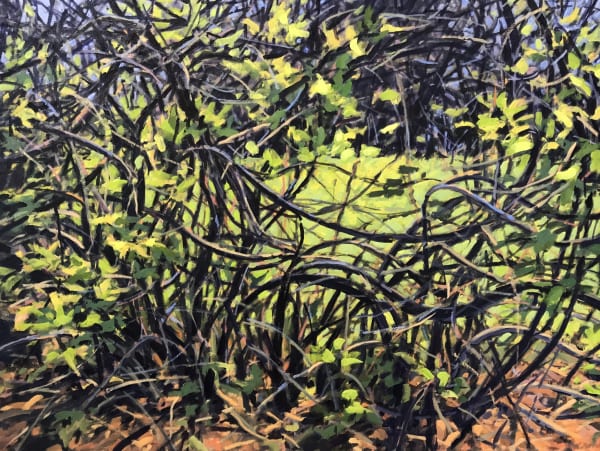 Jerome Honeysucklespring