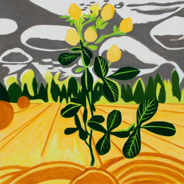 Knight Hop Clover 24X18 A C