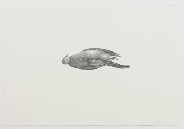 Graphite rendering of a dead bird lying on its back