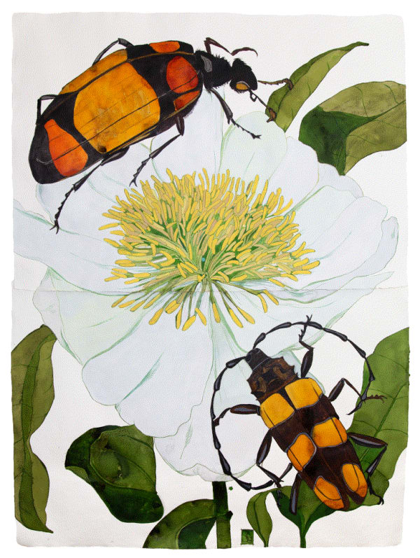 Sarah Graham 'Paeonia emodi II', ink on paper, 2019