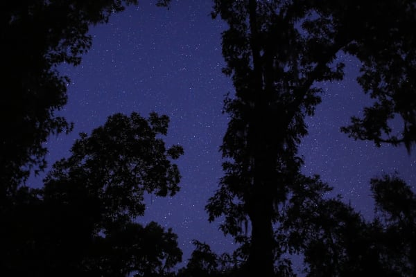 Allison Janae Hamilton | Celestine