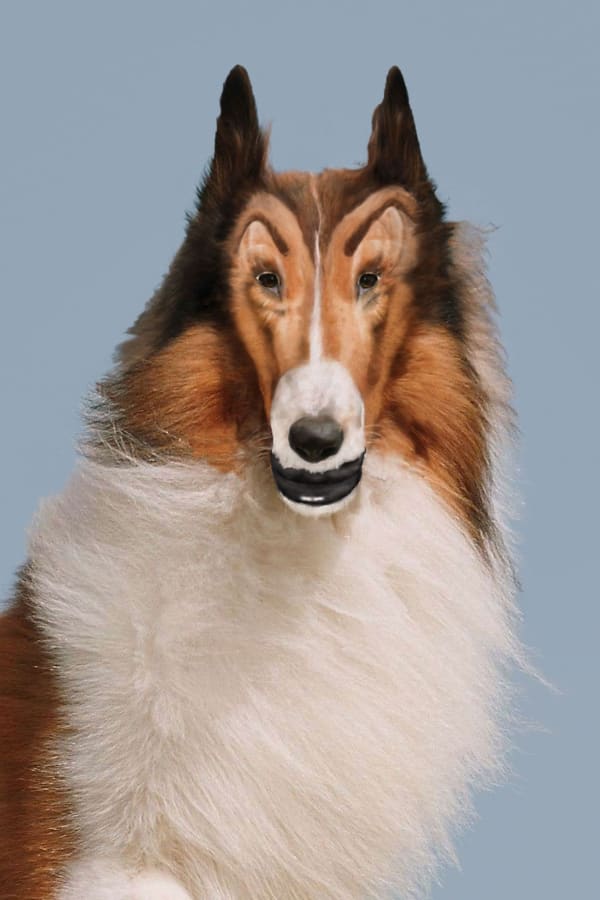 John Waters Reconstructed Lassie, 2012 (detail) C-print Image: 30 x 20 inches 76.2 x 50.8 cm