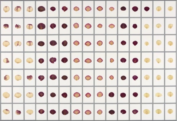 Images from Sarah Meyohas’s “Cloud of Petals” series. Photo courtesy Sarah Meyohas.