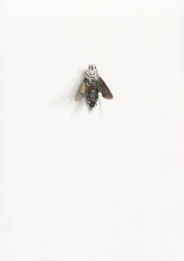 Hummingbird Hawk Moth, 2022 Watercolor and graphite on paper 8 1/4 x 5 3/4 in. (21 x 14.8 cm) (AK 10)