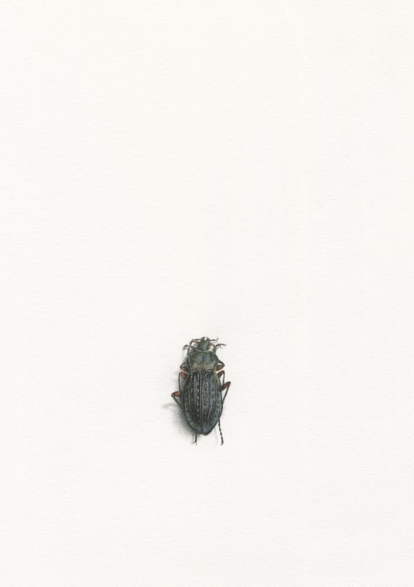 Golden Ground Beetle, 2023 Watercolor and graphite on paper 8 1/4 x 5 3/4 in. (21 x 14.8 cm) (AK 9)