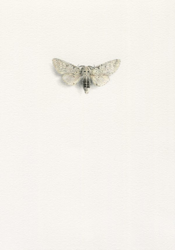Moth 2, 2023 Watercolor and graphite on paper 8 1/4 x 5 3/4 in. (21 x 14.8 cm) (AK 11) SOLD