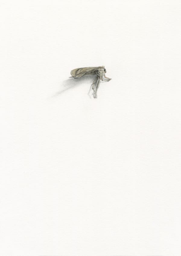 Moth, 2023 Watercolor and graphite on paper 8 1/4 x 5 3/4 in. (21 x 14.8 cm) (AK 8)