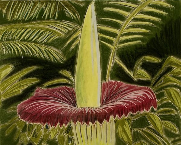 Justin Canha. Plant #10-11, 2010. Pastel and charcoal on paper 40 x 40 in. (cropped)