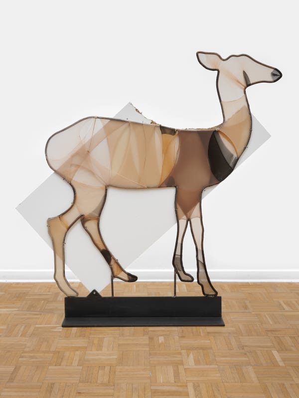 Faon plat, Le Buisson, 2024