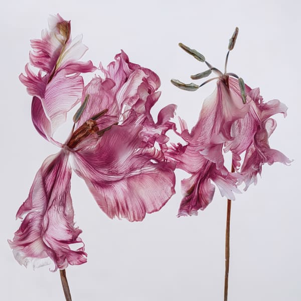 Kathrin Linkersdorff - Fairies VII / 5, 2023