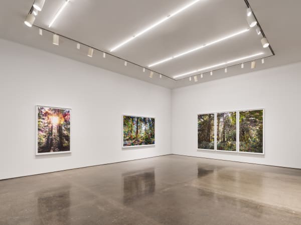 Sarah Anne Johnson: A Mountain and a Forest