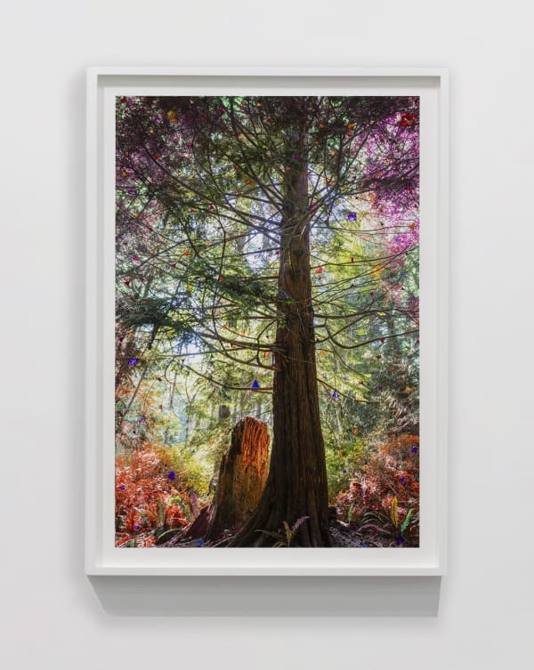 Sarah Anne Johnson (Canadian, b. 1976) Orange Stump (Cedar Forest), 2025 Pigment Print with Oil Paint and Holographic Tape Image: 29 7/8" x 19 15/16" (76 x 51 cm) Framed: approximately 34" x 24" (86.5 x 61 cm) Unique Variation of 3