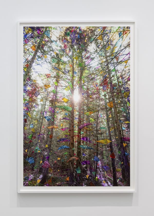 Sarah Anne Johnson (Canadian, b. 1976) Glow (Cedar Forest), 2025 Pigment Print with Oil Paint and Gold Leaf Image: 59 3/4" x 39 15/16" (151 x 102 cm) Framed: approximately 64 5/8” x 44 5/8” (164 x 113.5 cm) Unique Variation of 3