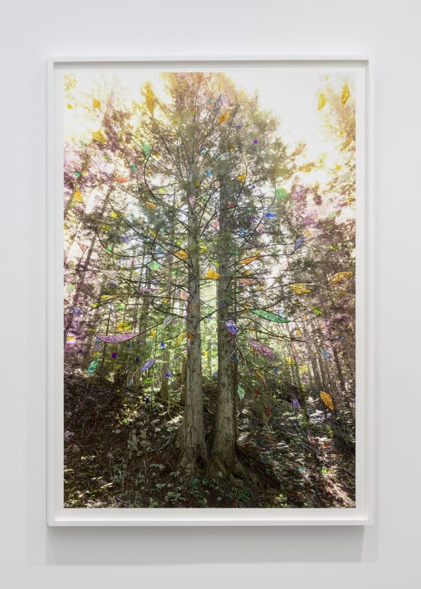 Sarah Anne Johnson (Canadian, b. 1976) Gold and Green (Cedar Forest), 2025 Pigment Print with Oil Paint Image: 59 3/4" x 39 15/16" (152 x 102 cm) Framed: approximately 64 5/8” x 44 5/8” (164 x 113.5 cm) Unique Variation of 3