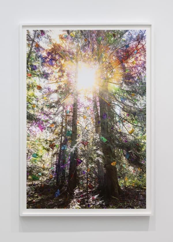 Sarah Anne Johnson (Canadian, b. 1976) Sun Burst (Cedar Forest), 2025 Pigment Print with Oil Paint and Holographic Tape Image: 59 3/4" x 39 15/16" (151 x 102 cm) Framed: approximately 64 5/8” x 44 5/8” (164 x 113.5 cm) Unique Variation of 3