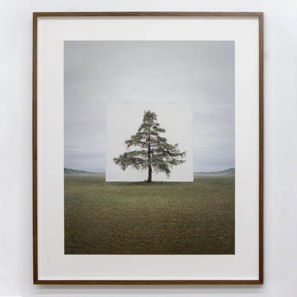 Installation View | Myoung Ho Lee: Tree…  Featured Artwork:  Myoung Ho Lee (Korean, b. 1975)  Tree...#6, 2014  Archival Ink-jet Print  Image: 39 1/4" x 31 3/4" (100x 81 cm)  Paper: 48 1/4" x 40 1/2" (123 x 103 cm)  Edition of 6 + 3 AP