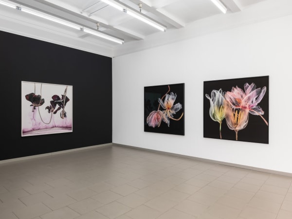 [Installation View] Kathrin Linkersdorff: Microverse Haus am Kleistpark, Berlin, Germany March 21 - June 8, 2025 Image courtesy of Haus Am Kleistpark.