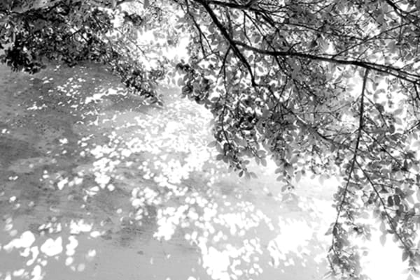 S/Título (Untitled)