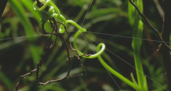 MILENA BONILLA: AN ENDLESS PRESENT