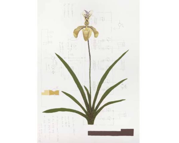 Mariana Serri, Da série Áporo (Paphiopedilum Gratrixianum), 2013