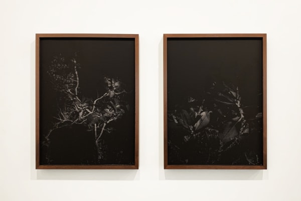 Laura Belém, Noites do Sertão #2, 2021