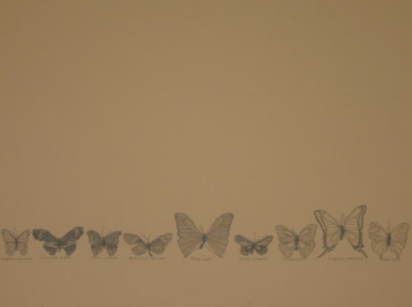 All The Butterflies