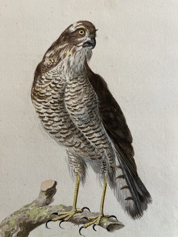 Sieuwert van der Meulen (? before 1683 - 1730 Alkmaar) A Sparrowhawk watercolor and bodycolor over pencil on laid paper 165 x 127 mm