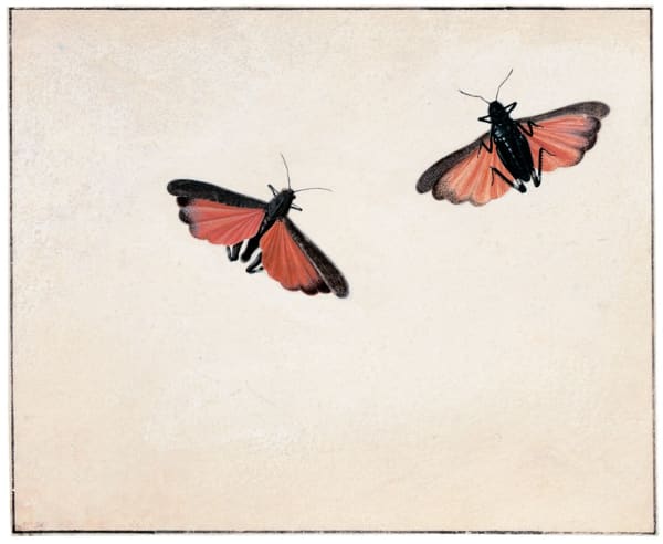 Johannes Bronckhorst (Leiden 1648 - 1727 Hoorn), A Study of two Crickets