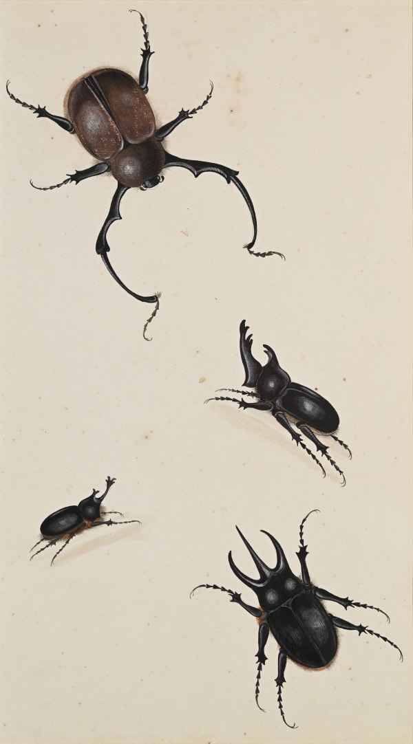 Nicolaas Struyck (Amsterdam 1686 - 1769), A Study of various Stag Beetles